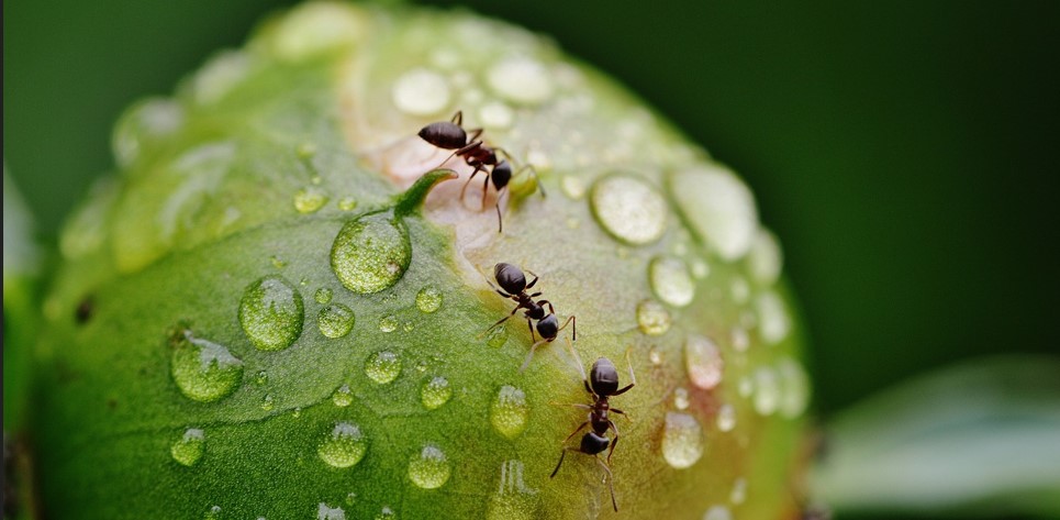 이슬이 맺혀있는 열매 표면에 개미 세 마리가 있는 사진