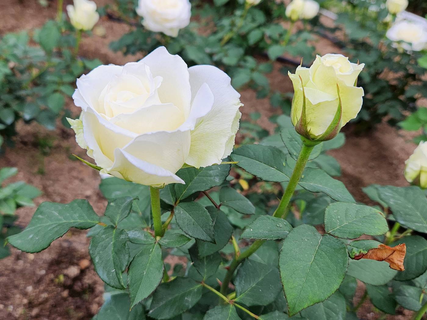 장미 티네케 Tineke