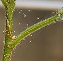 식물 줄기의 응애 벌레