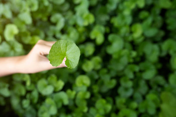 병풀추출물 효능