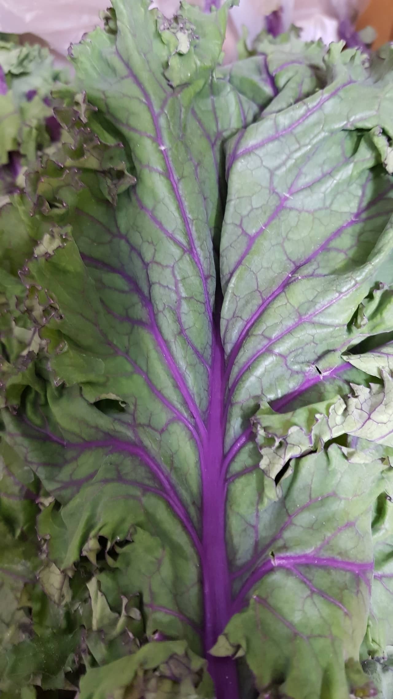 무늬종 엽채소는 장식인가, 식용인가?