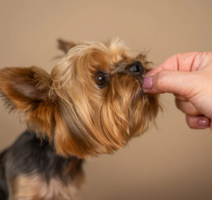 강아지 키위 급여 방법 및 주의사항