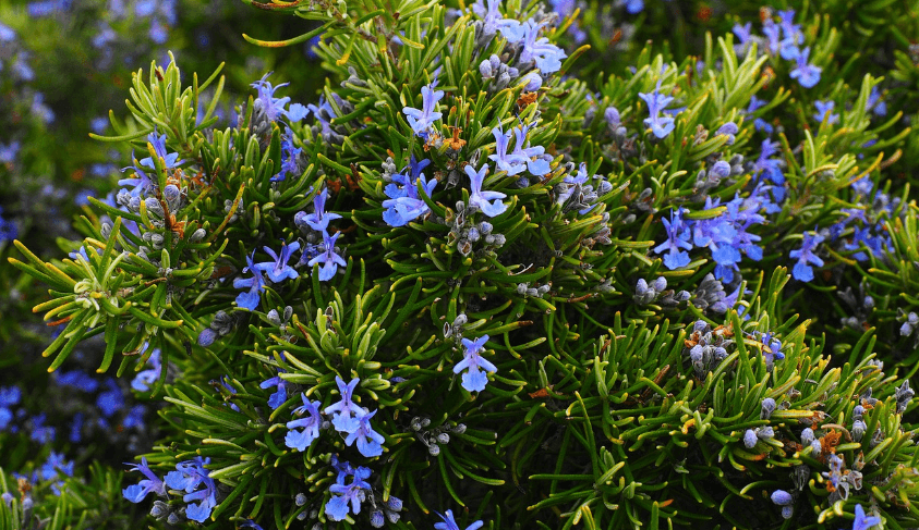 로즈마리 향신료 사진 - 2