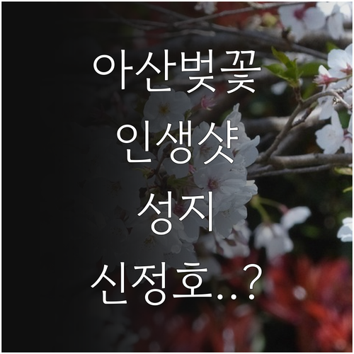 신정호 순천향대 아산 벚꽃 명소별 특..