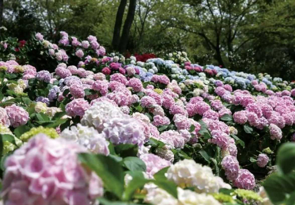 휴애리 수국축제