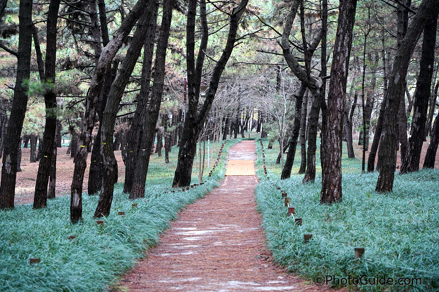서천 송림마을 솔나무 숲