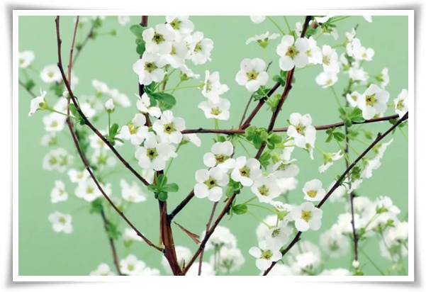 &quot;설유화&quot; 눈꽃보다 아름다운 꽃, 봄을 깨우는 순백의 기적!