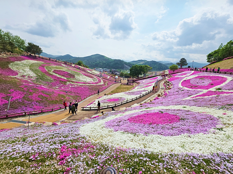 [4월~ 5월 축제]산청 꽃잔디 축제 &amp; 철쭉❘꽃잔디, 철쭉 개화 상황, 생초국제조각공원의 모습