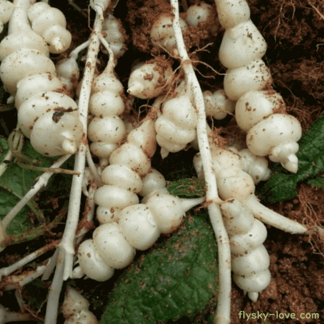 치매예방에 좋은 초석잠