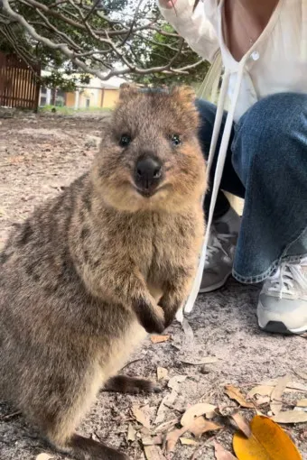 쿼카 웃는 동물 행복한 동물 특징 성격_21