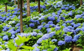 윤제림 입장료 및 주자정보