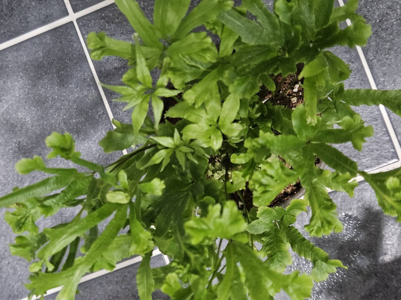 위에서 본 달빛고사리