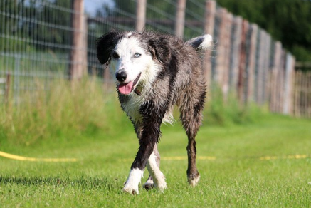 파란 눈의 러처.