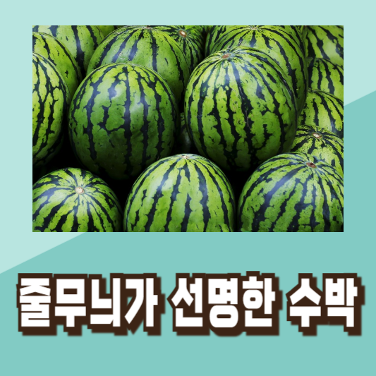 맛있는 수박 고르기 꿀팁