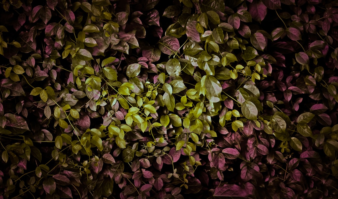 Dried Radish Greens