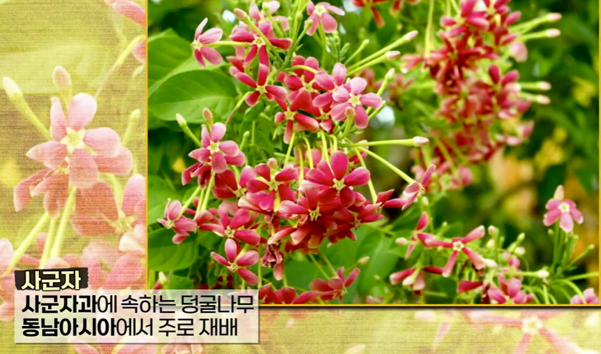 전립선사군자