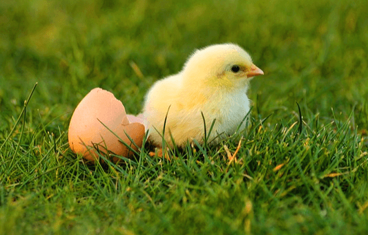 초록색 잔디밭에 달걀 껍질을 막 깨고 나온 노란 병아리 한 마리가 서 있다.