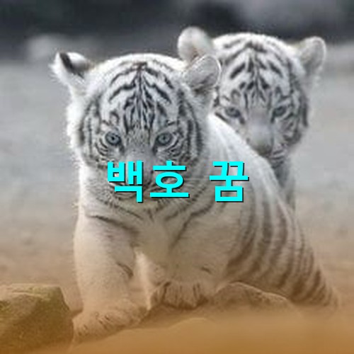 새끼지만-여전히-동물의-왕-위험을-놓지않는-어린-백호
