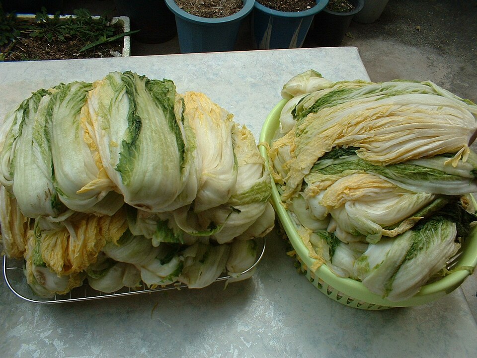 김치 준비용으로 절인 배추를 담아둔 자료사진