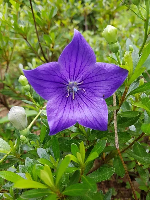 도라지 재배 종자 처리 배수 관리 굵게 키우기_9