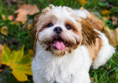 비만한 시츄오.