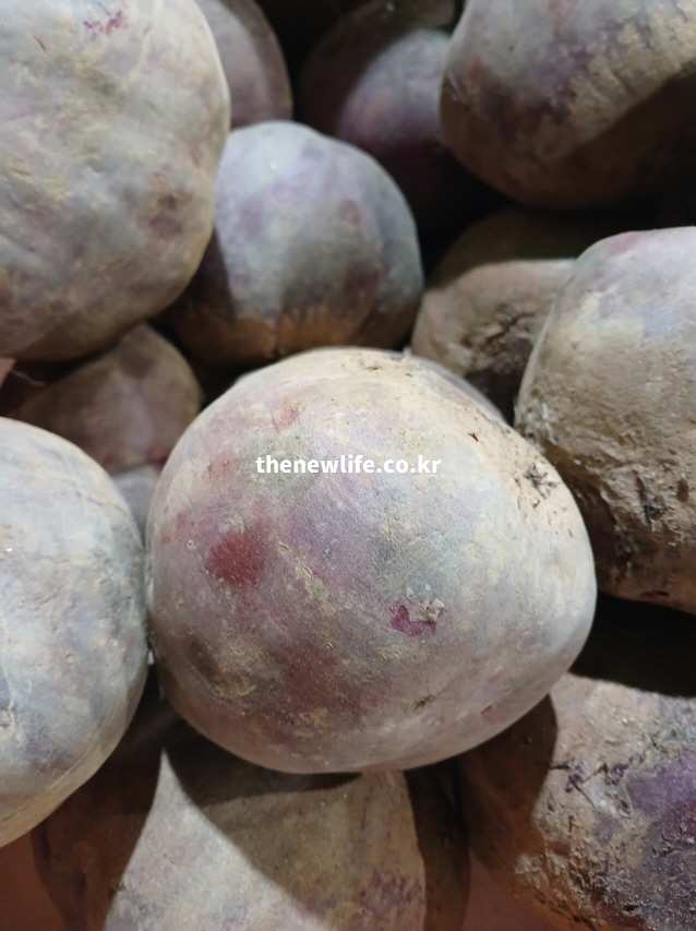 신선한 비트 뿌리 실물 사진으로 식이섬유가 풍부한 비트 효능과 장 건강의 근거를 보여주는 이미지