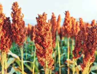 수수 재배 이삭 관리 쓰러짐 방지 건조 수확_30