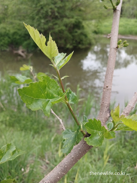 뽕잎 효능 중 심혈관 건강을 돕는 루틴 성분을 상징하는 뽕잎 새순과 잎맥이 보이는 자연 이미지
