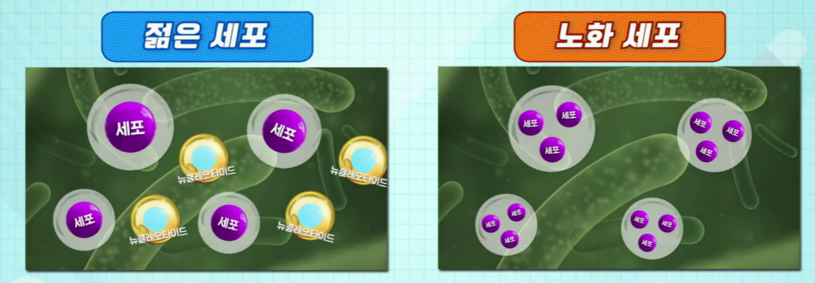 산양유 단백질 효능