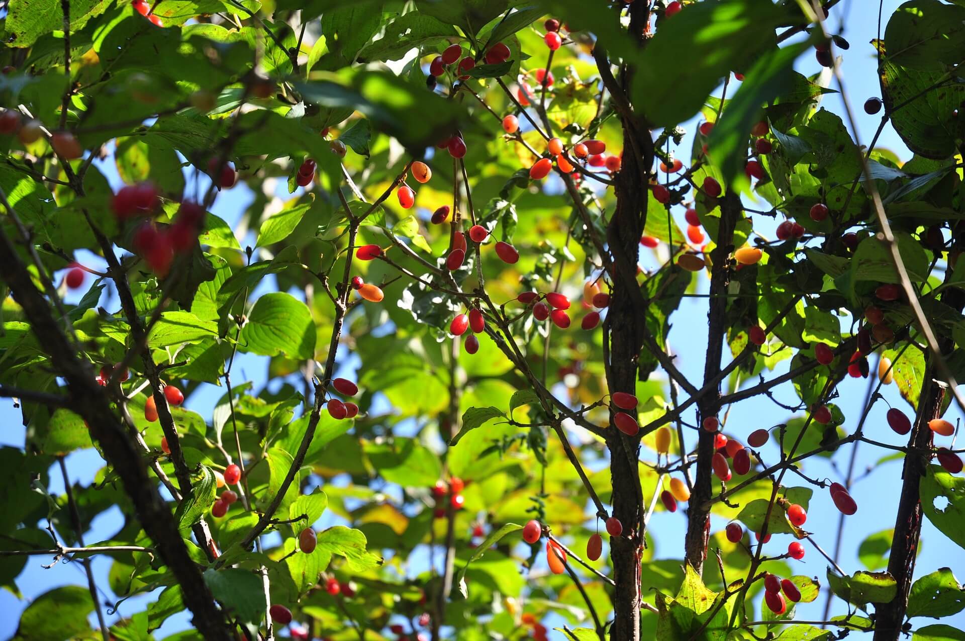 구례 산수유꽃 축제