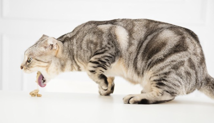 고양이 사료를 뱉는 고양이.