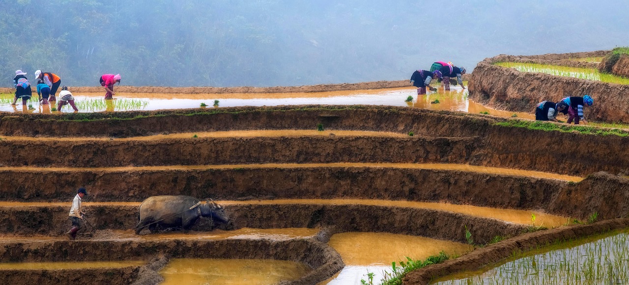 여름 장마 전 논두렁 보수하던 마을의 하루