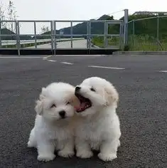  반려동물 등록번호 