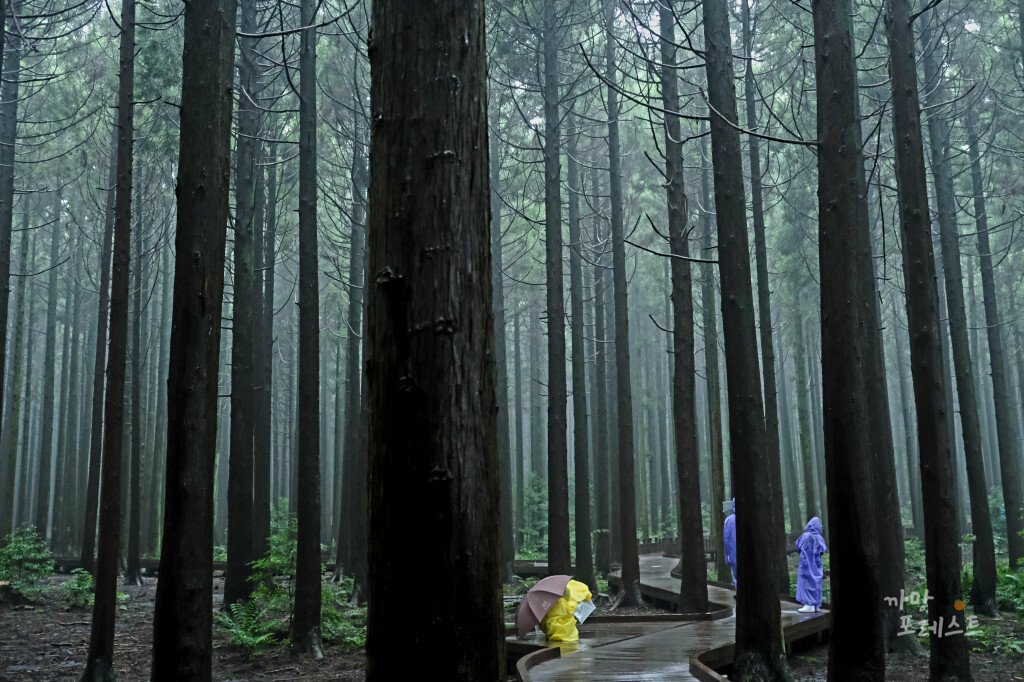 비오는날 사려니 숲길 비닐 우의
