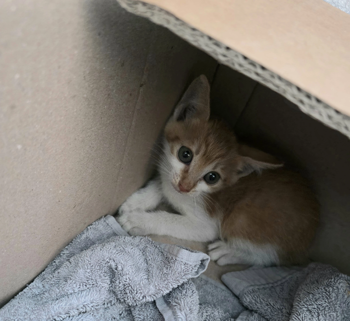 고양이 합사 성공 전략
