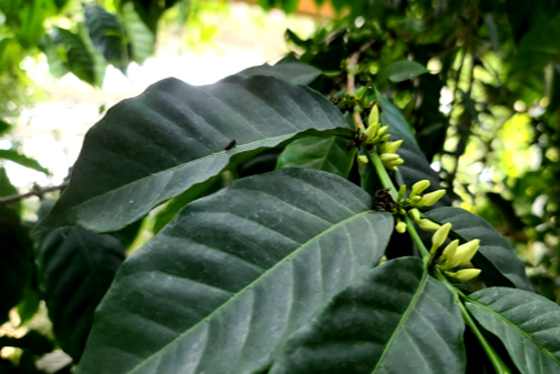 특색있고 아름다운 민간 정원 30선 추천 여행 - 25. 통영 동백커피식물원