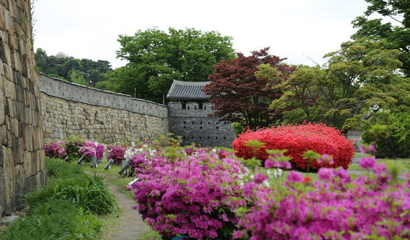 2025 군포 철쭉축제 일정부터 개화 시기까지 총정리