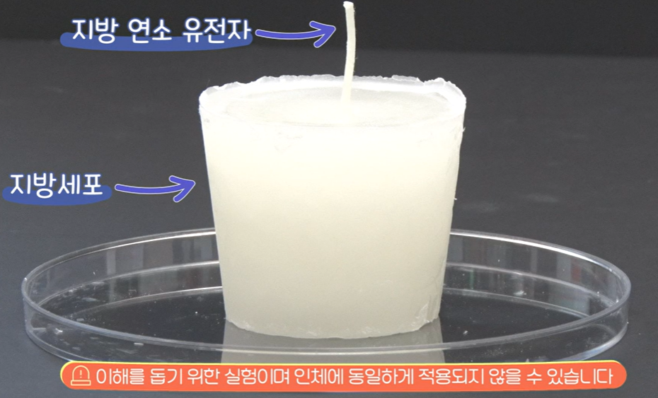 bnr17유산균 효능
