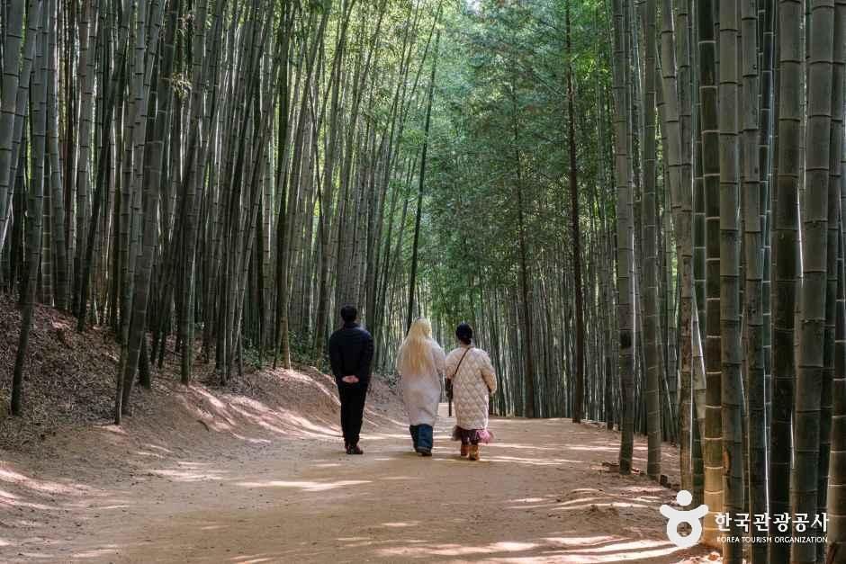 담양 가을 여행 죽녹원 대숲 산책길