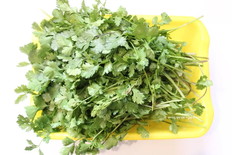 고수 나물 요리 재배 먹는법 무침 김치 만드는 법_2