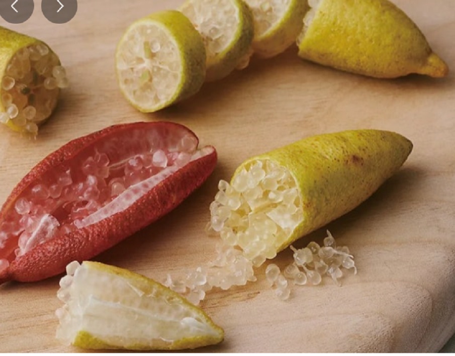 하동-열대과일-농장-박철경-열대정글농장