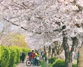 안동 벚꽃축제_21