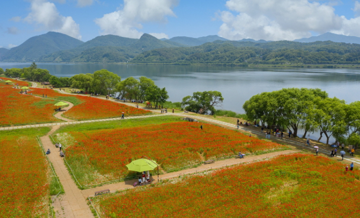 남양주 물의정원 10월 하순 황화코스모스 가득한 풍경