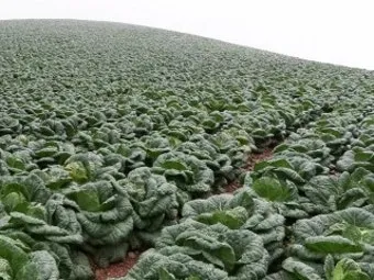 배추 재배 정식 시기 석회 뿌리기 벌레 예방_10