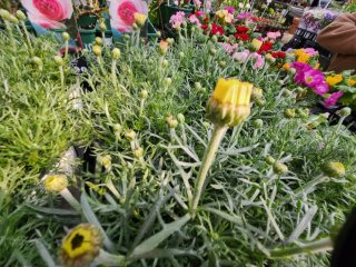 춘절국화 이미지 사진