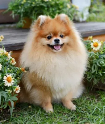 포메라니안 가격 성격 털빠짐 수명 미용_34