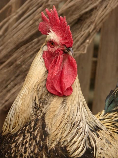 닭은 진짜 공룡의 후손일까? 진화론으로 본 닭의 과거