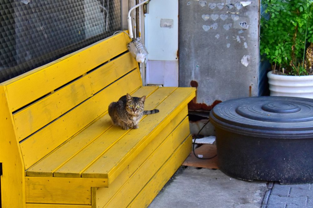 감전시장에서 본 고양이
