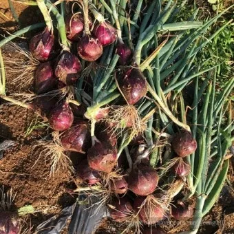 적양파 재배 모종 심기 재식 거리 질소 과다 주의_31