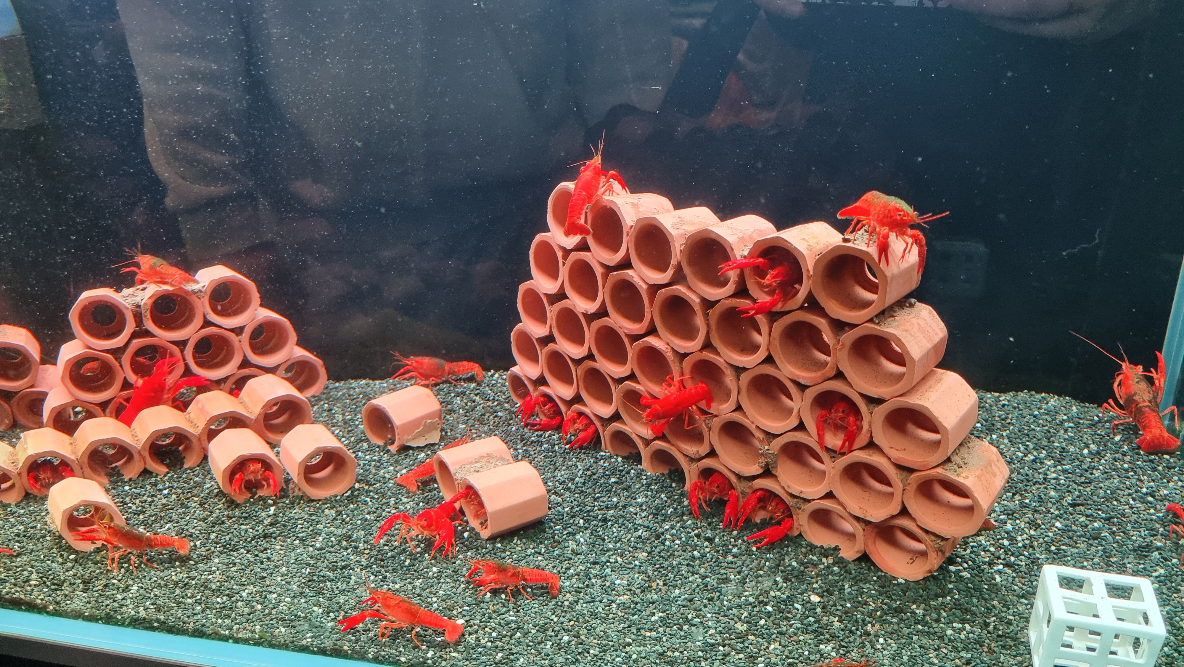 아쿠아가든카페 애완가재